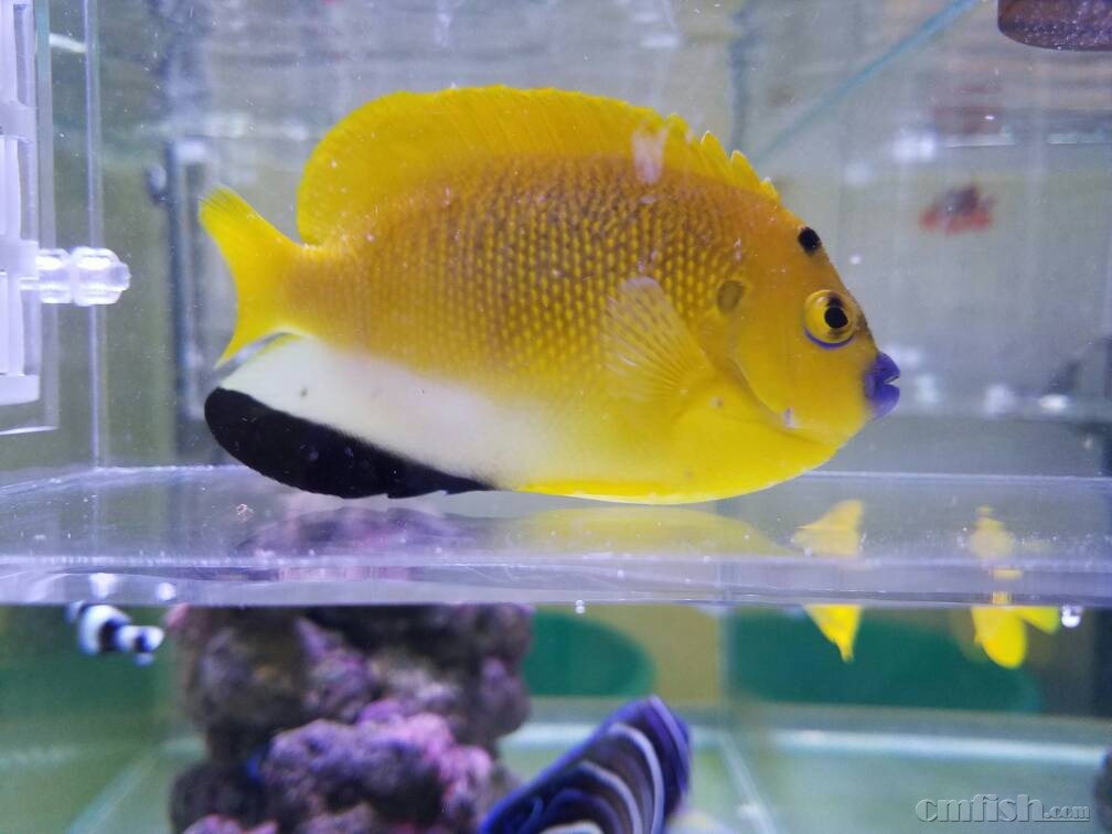 请教,蓝嘴是什么问题呢?