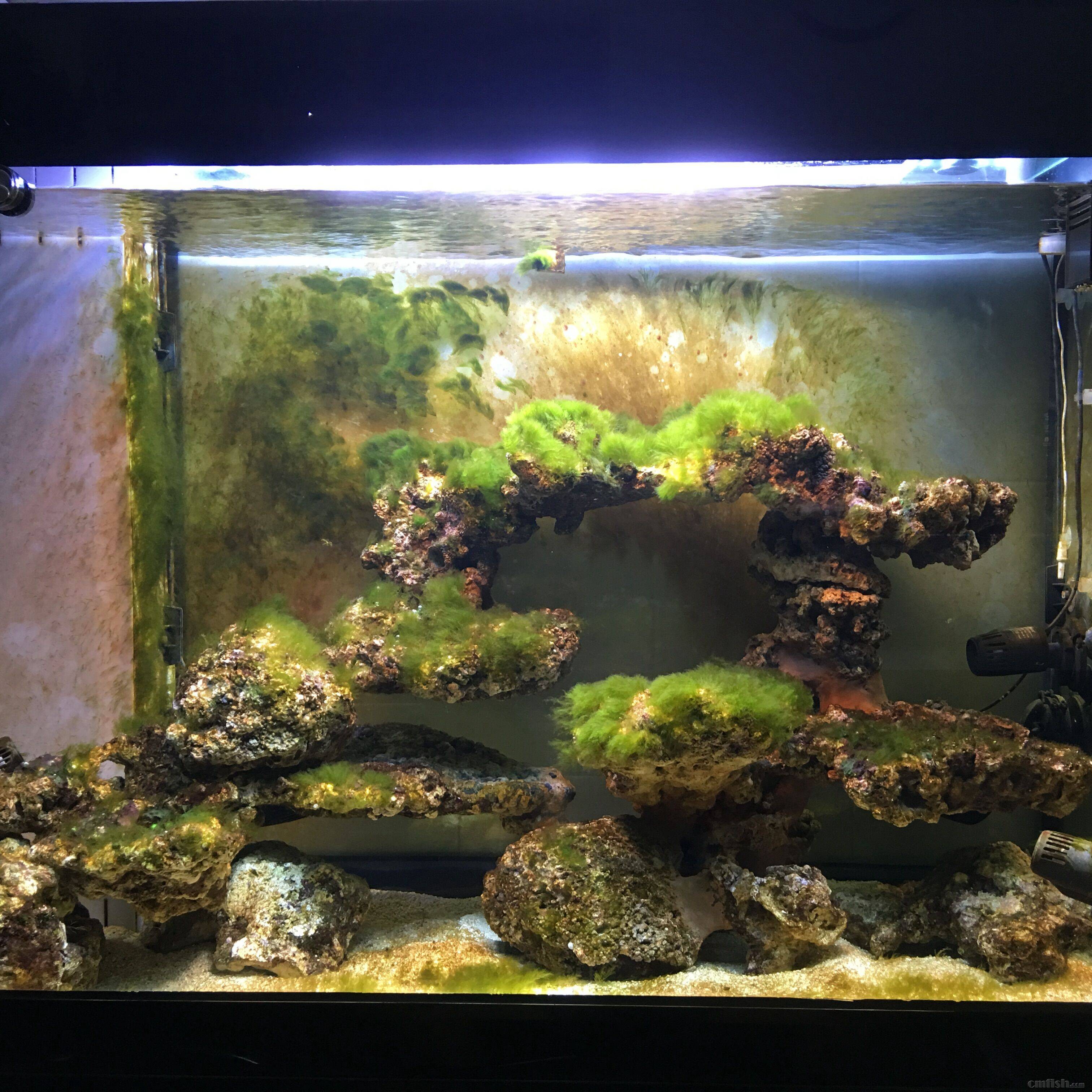 爆藻10天大家看看这样正常吗 初学者beginners Cmf海友论坛 手机版 Powered By Discuz