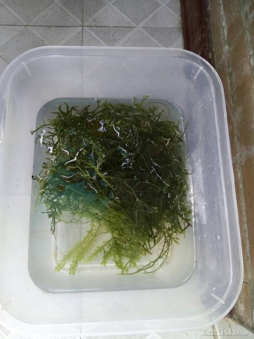 江浙沪出绿葡萄藻,鹿角藻.