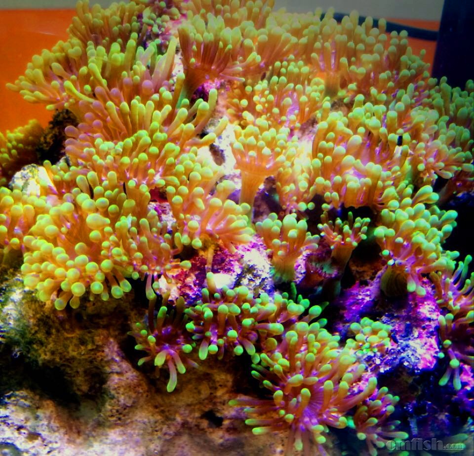 马家侬海葵,俗称的"垃圾海葵",其实也是美美哒!