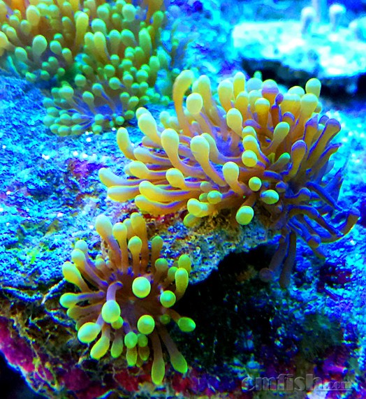 马家侬海葵,俗称的"垃圾海葵",其实也是美美哒!