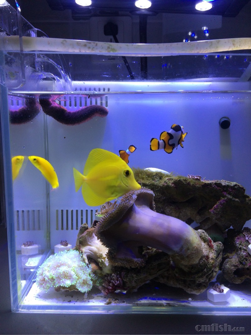 黄金吊,蓝吊,黄龙怀柔出点鱼一年老鱼自取