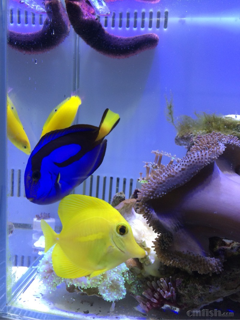 黄金吊,蓝吊,黄龙怀柔出点鱼一年老鱼自取