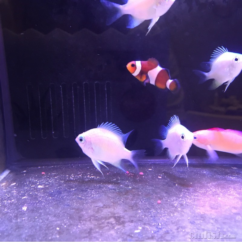 小青魔@大猛子爷采集到我的小海洋(18图)呵呵,开