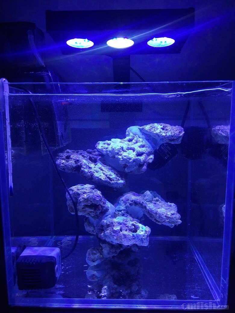 新手第一次造景,30方缸