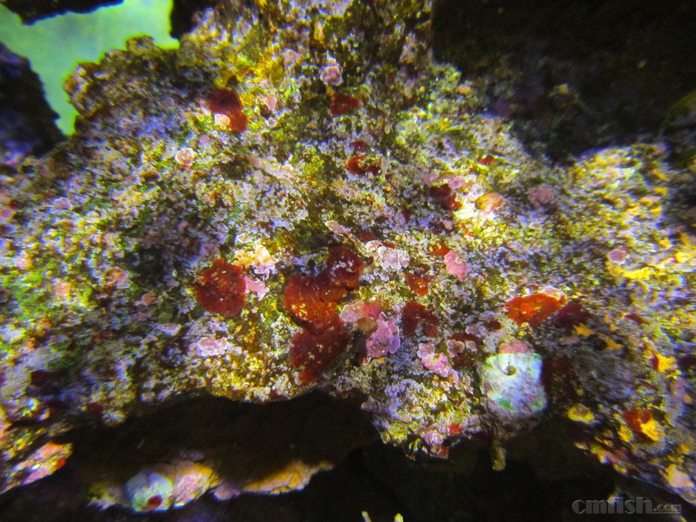 再次请教:红泥和钙藻的外观区别?