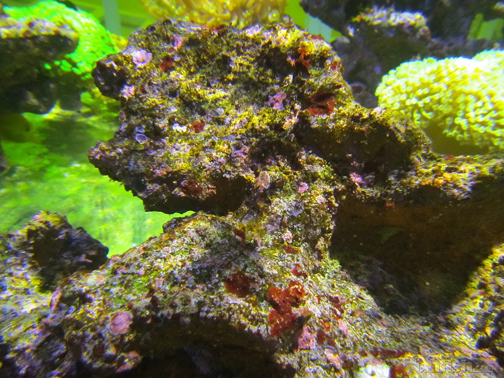 再次请教:红泥和钙藻的外观区别?