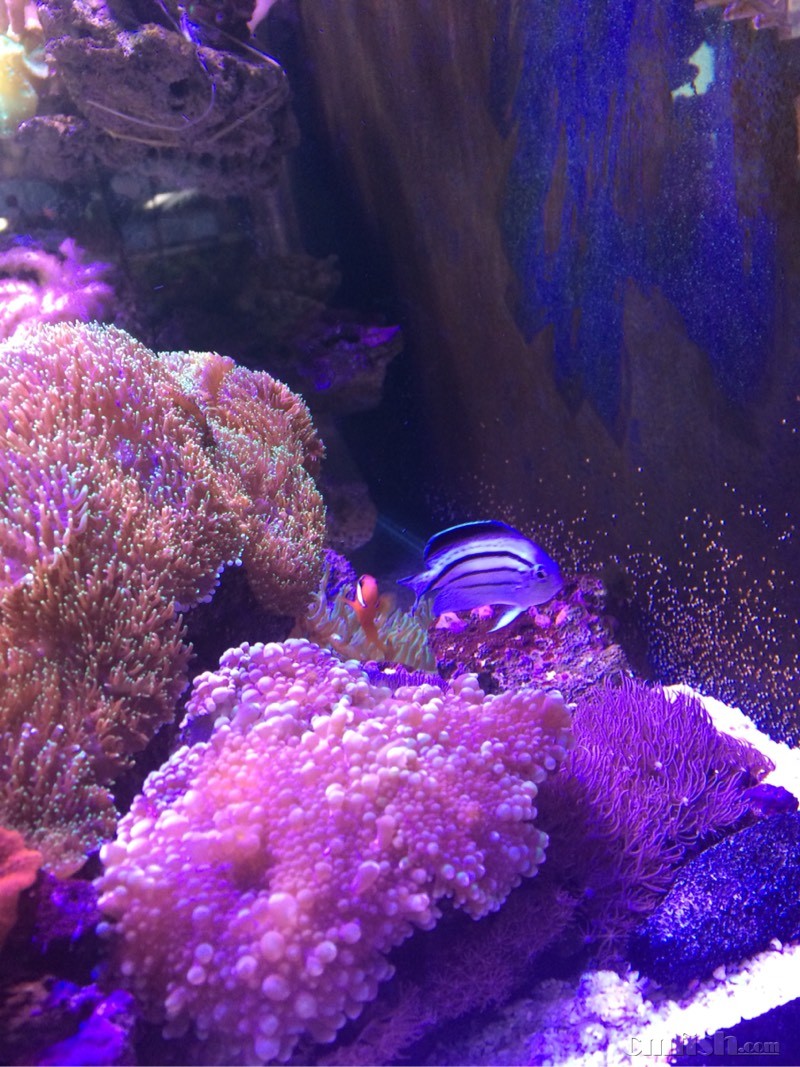 日本燕是拉马克鱼的雌鱼吗?