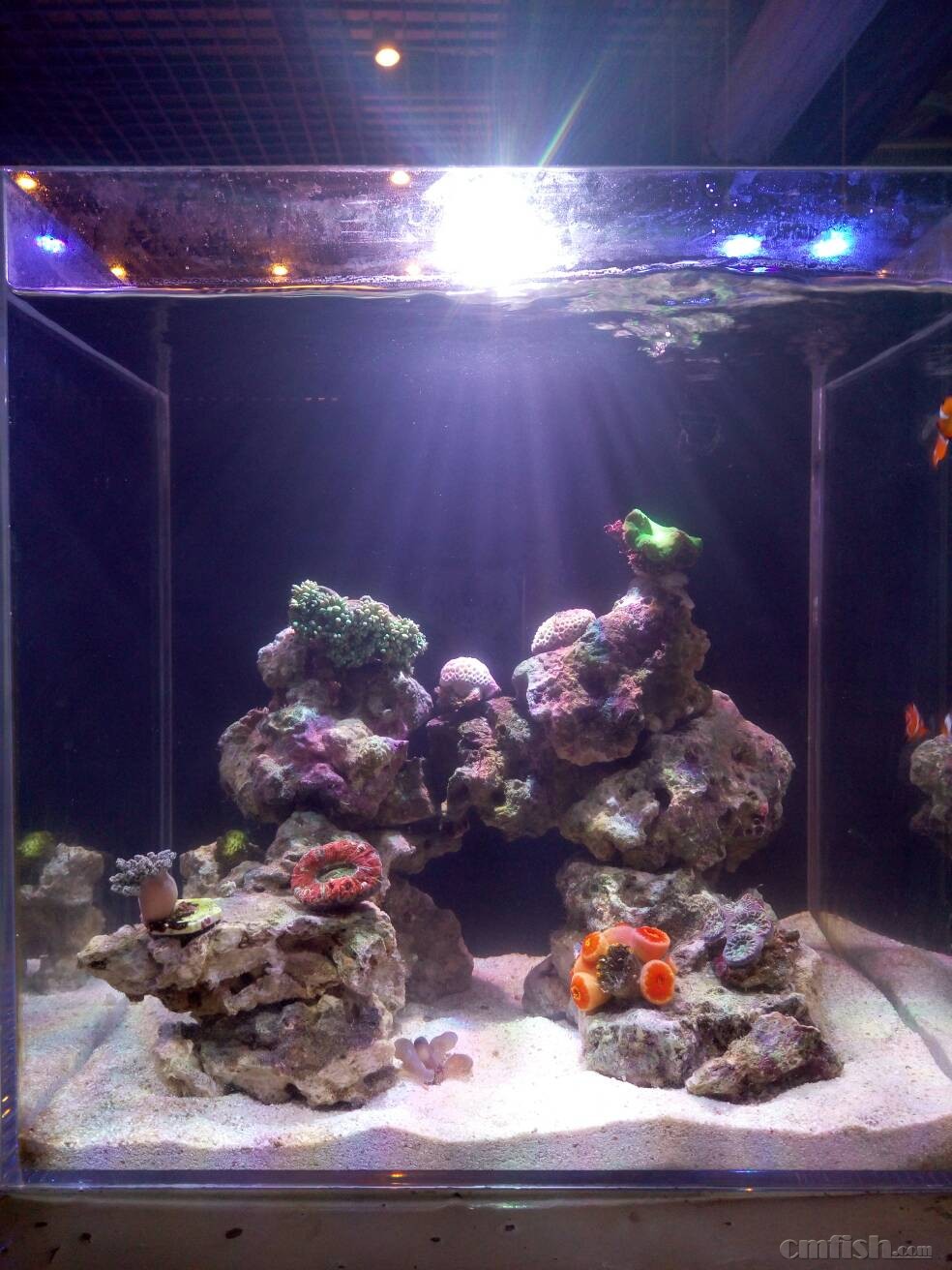 35方缸,纯手搭~~~~~~ - 造景及摄影区 - cmf海友论坛 - powered by