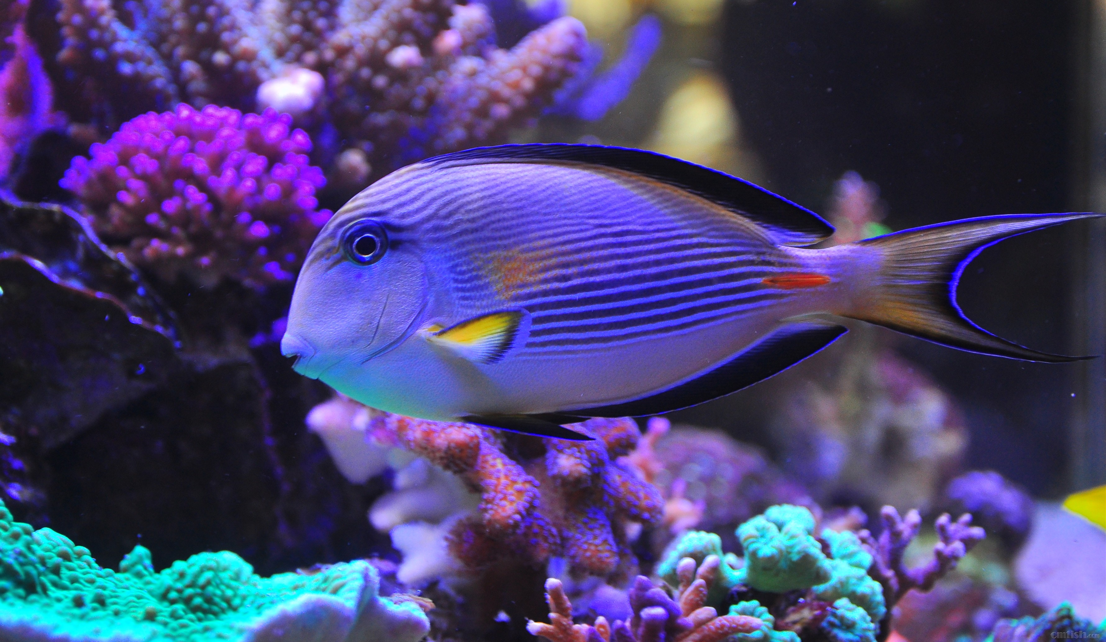 出4年老鱼,20 的红海骑士明价,浦东张江自提!