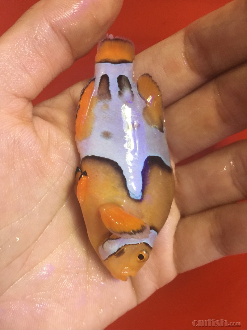 出雪印毕加索小丑