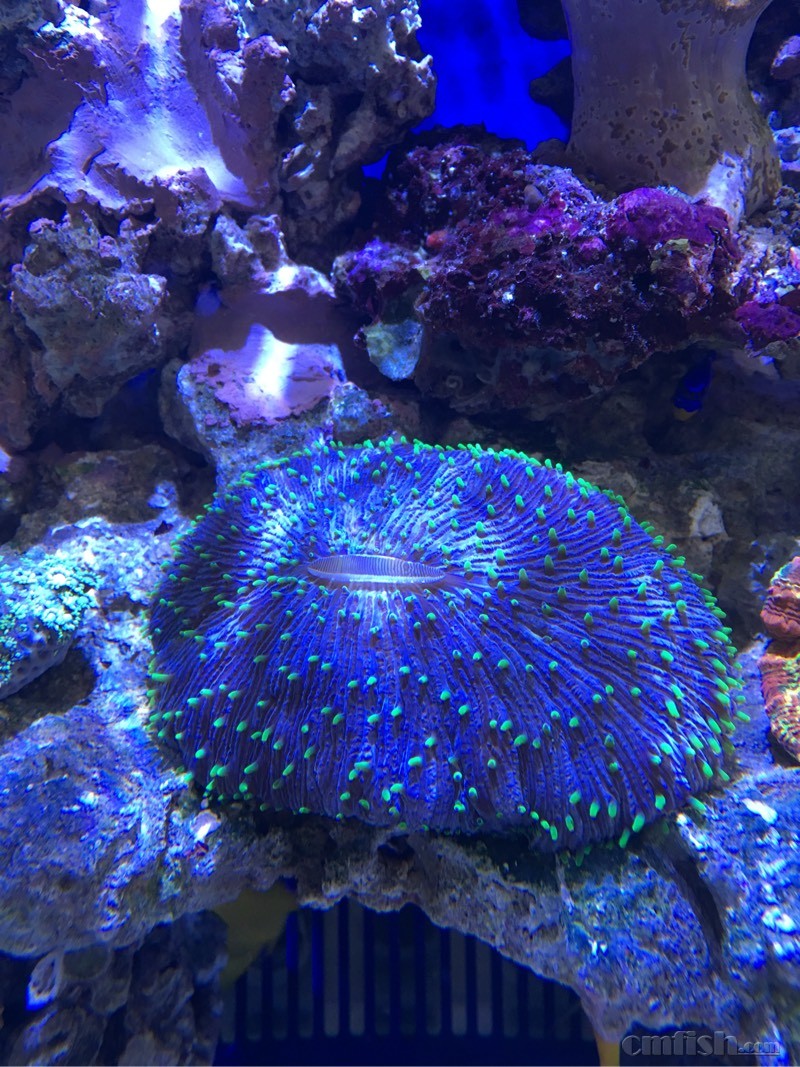 出点珊瑚有兴趣的联系 飞盘 宝石花