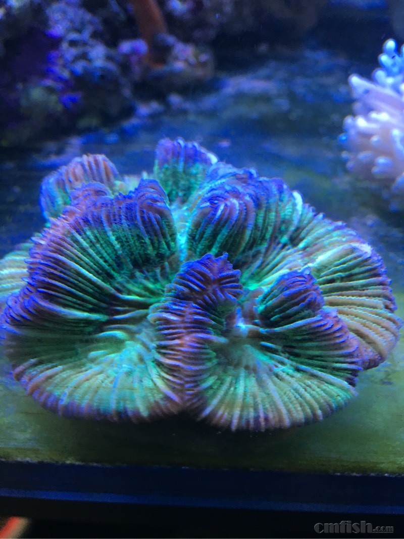 脑珊瑚出现的问题