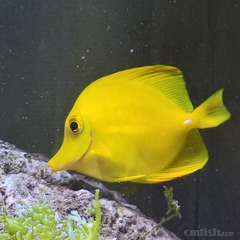 广州出黄金吊大帆吊黄尾仙小丑鱼