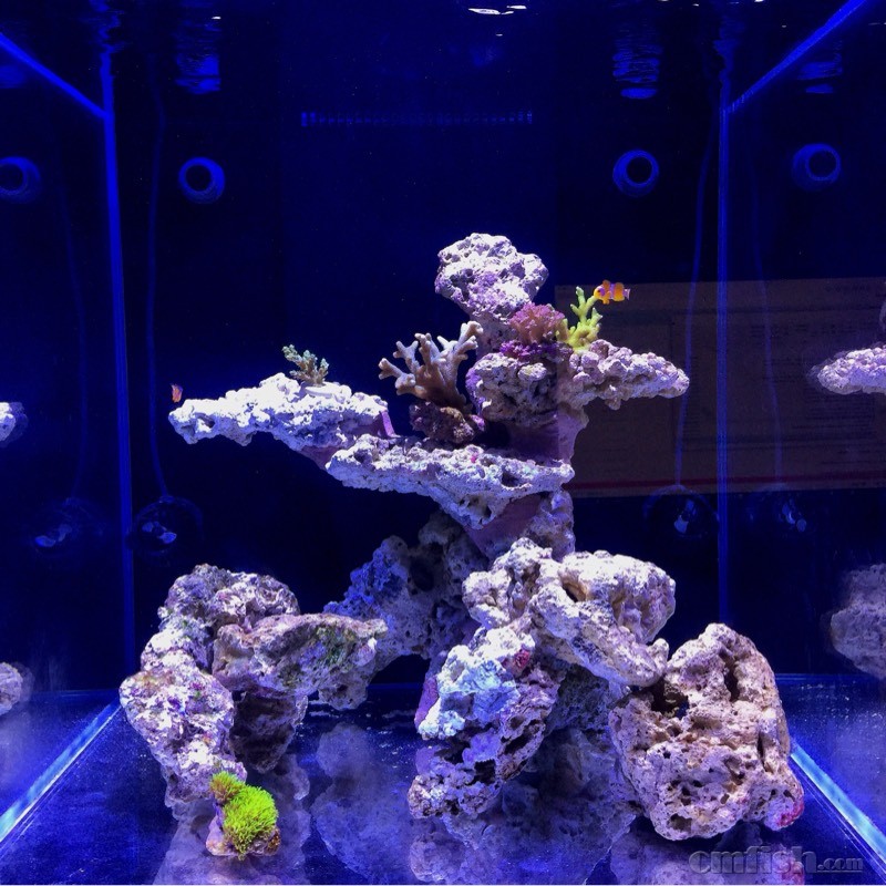 50小缸造景 - 造景及摄影区 - cmf海友论坛 - powered by discuz!