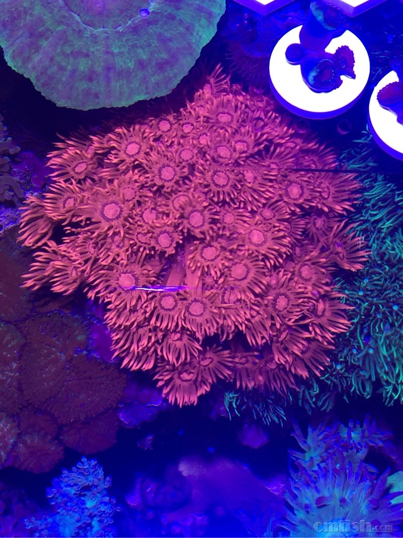 lps珊瑚软体 - cmf海友论坛 - powered by discuz!