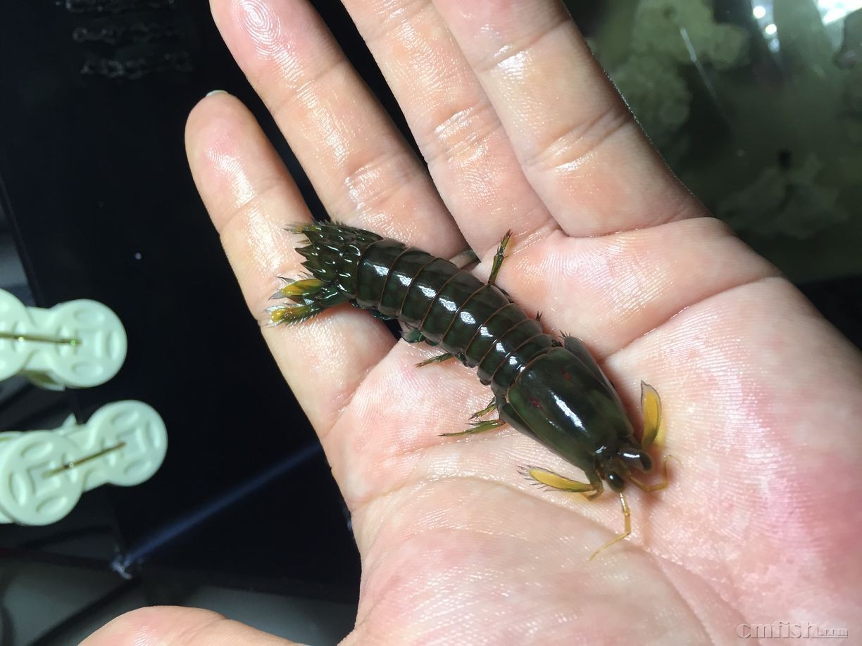 五彩螳螂虾,今天加菜,大家一起吃 - 无脊椎动物 - cmf海友论坛