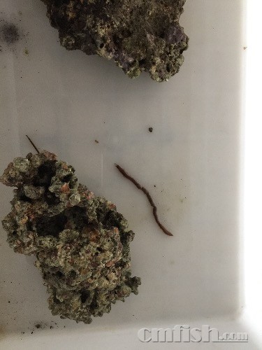 今天抓住一只大钢毛虫!胆小或饭后请勿进入!