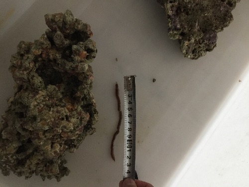 今天抓住一只大钢毛虫!胆小或饭后请勿进入!