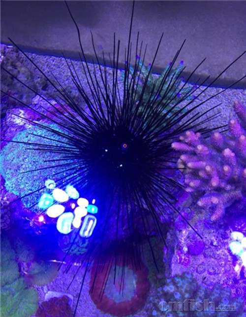 【【【【【杭州出一个魔鬼长刺海胆】】】】】