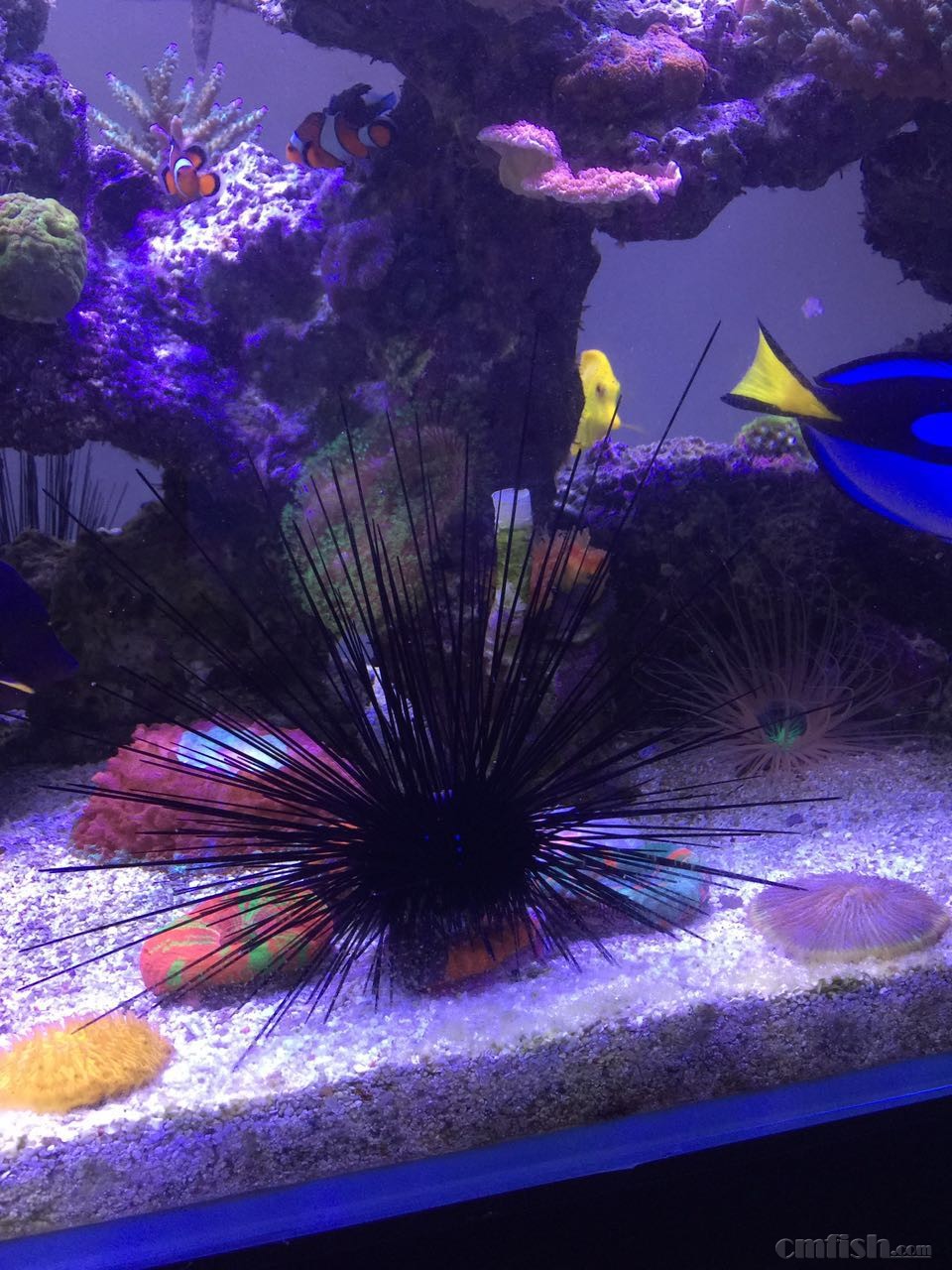 【【【【【杭州出一个魔鬼长刺海胆】】】】】