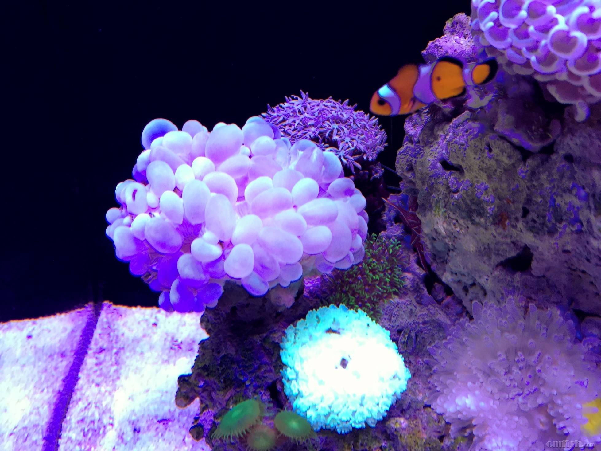 08气泡.茉莉.笙珊瑚