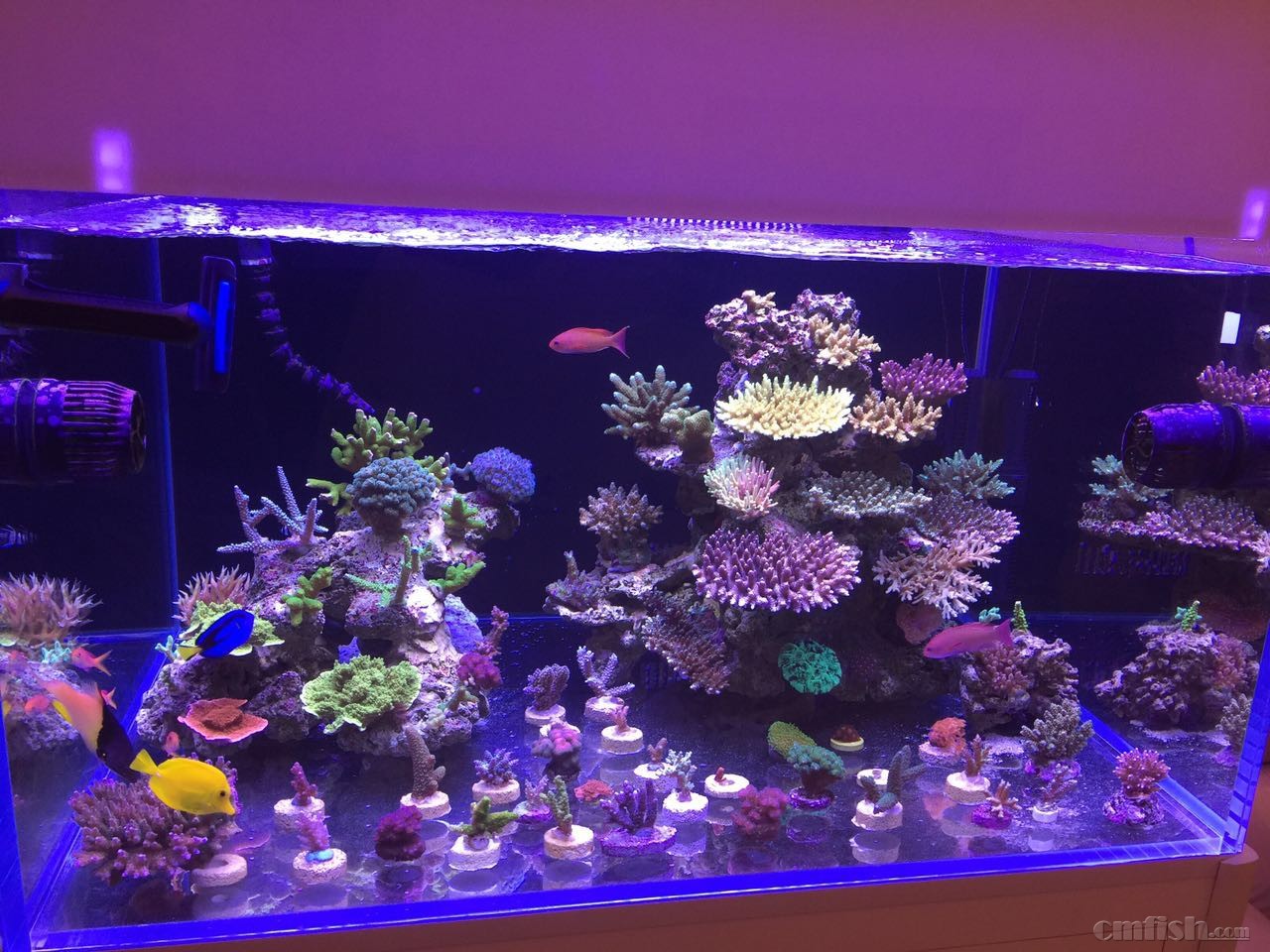 活石太大造景问题请教有两块活石较大请教大家是否需要改造有图有尺寸