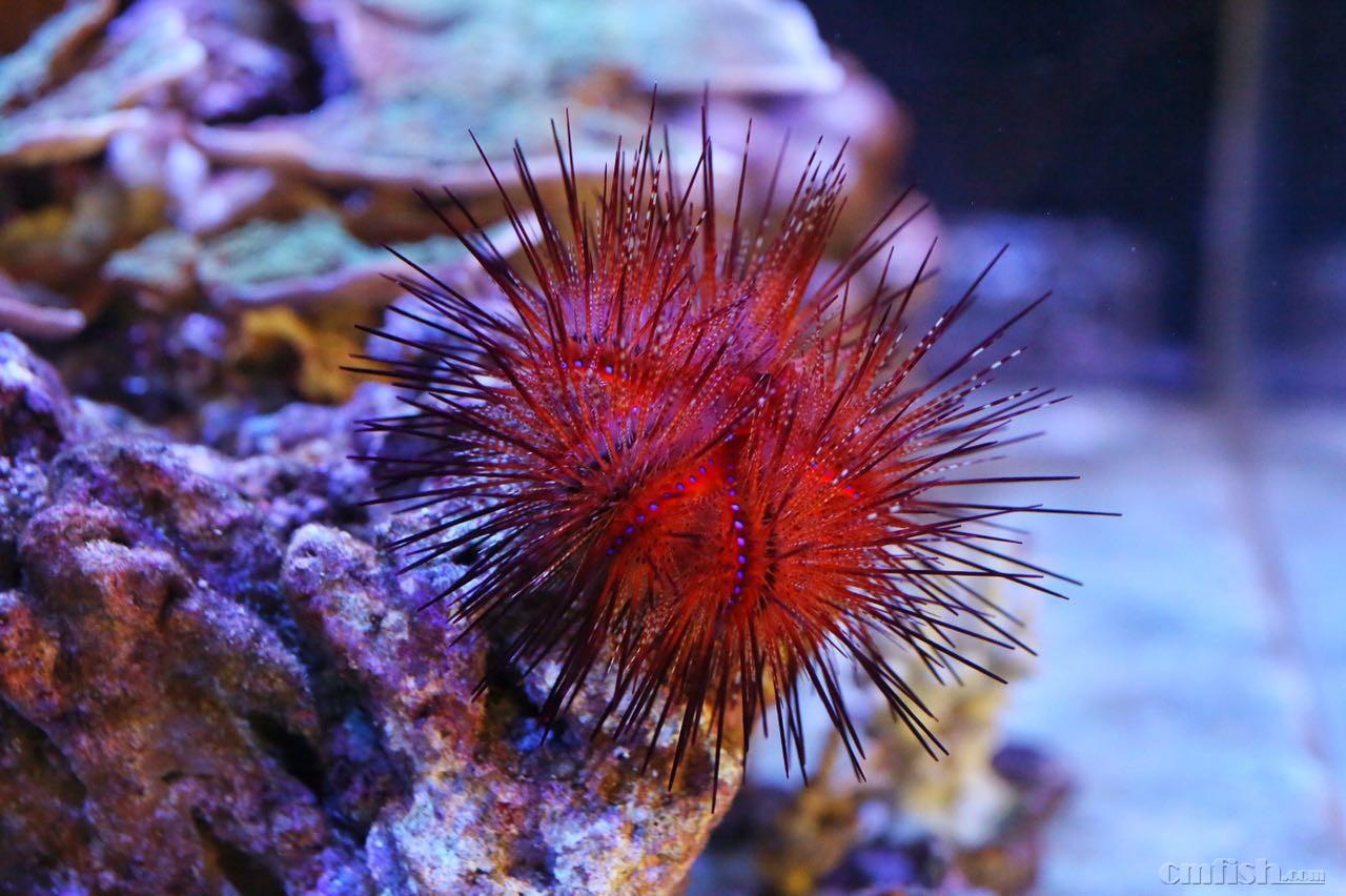 广州出火焰海胆(已出)