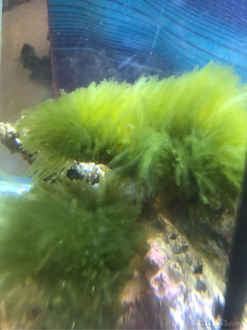 暴藻30天突然小羽毛藻出现