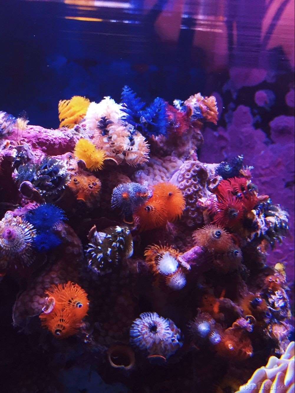 澳洲稀少极品七彩圣诞管虫宝塔看图说话