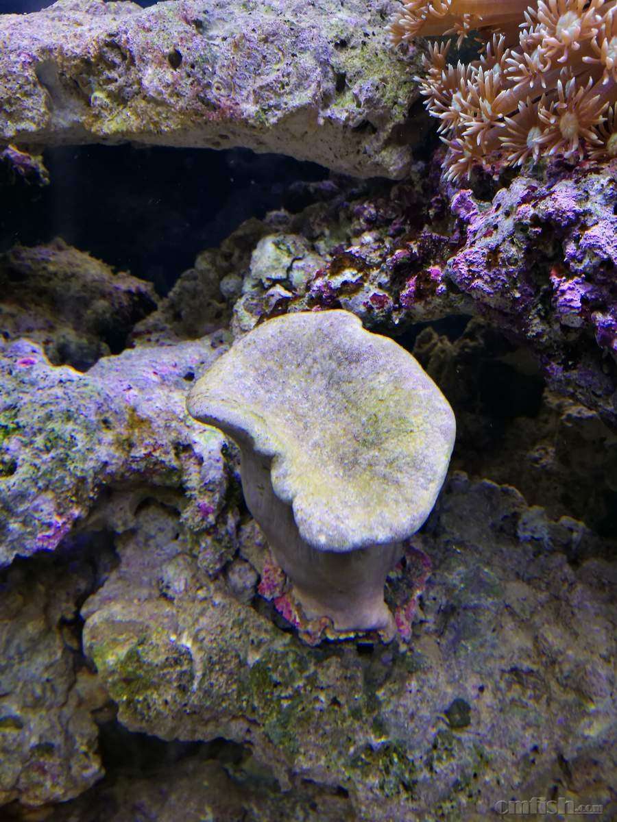 我的皮革珊瑚这是怎么了?求救!