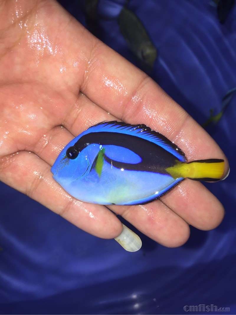 东非黄肚蓝吊,蓝吊l,贵妇神仙,圣帝,澳洲彩虹糖,油彩富士,西澳长杆