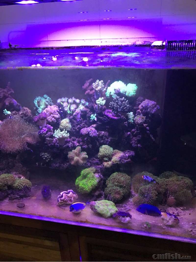 钟爱日本麦穗 - lps珊瑚及软体 - cmf海水观赏鱼论坛 - powered by