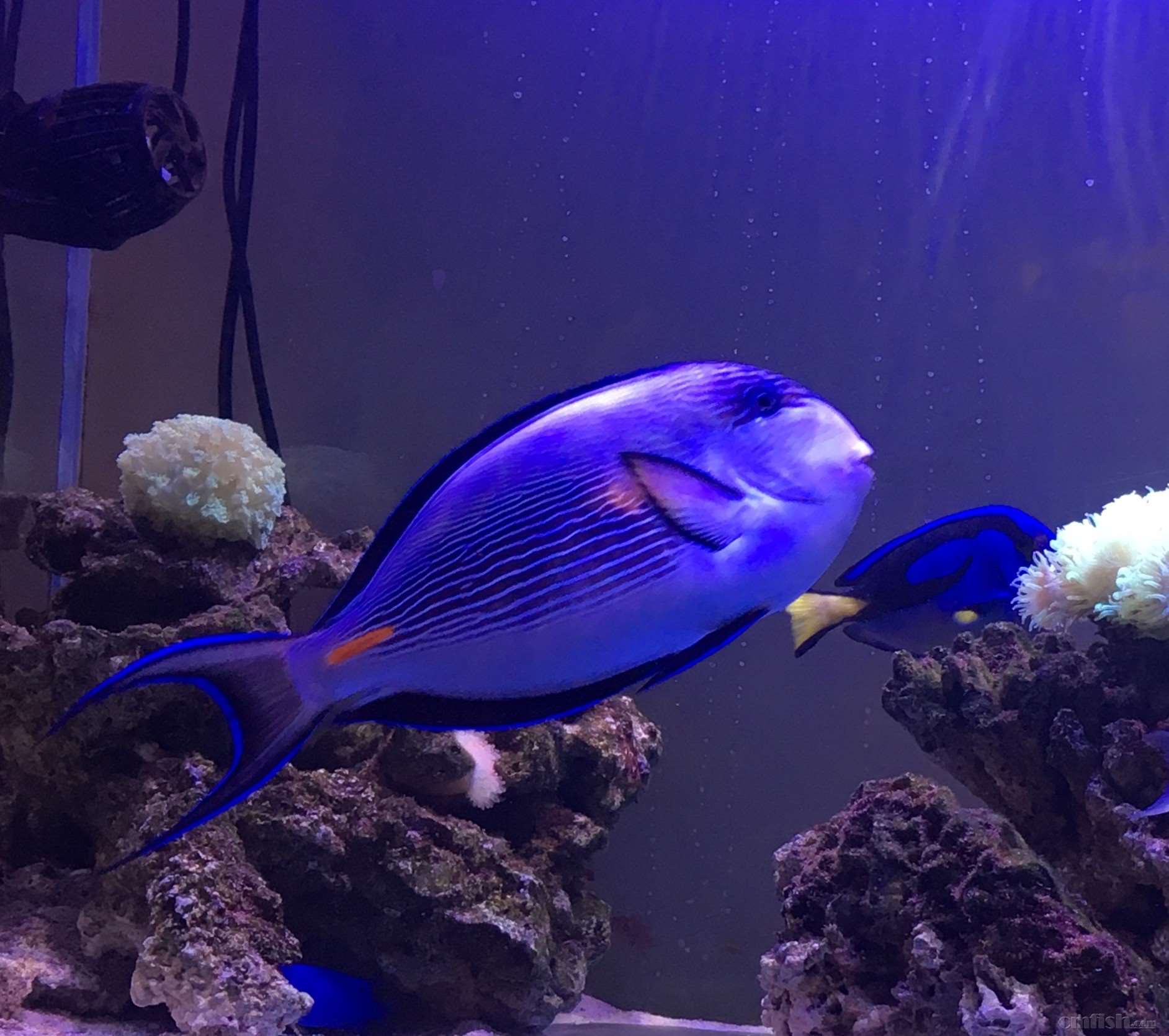 哈尔滨出红海骑士28cm;100*50鱼缸