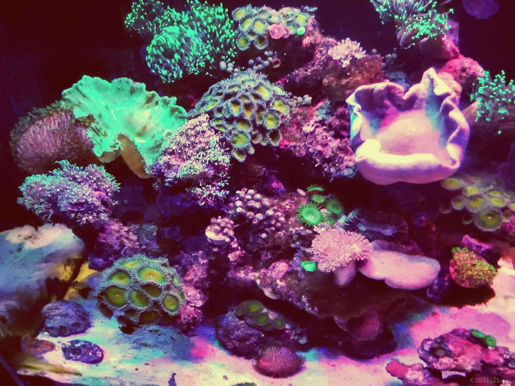 捷宝jebao2016海水系列-sw系列造浪泵 试用活动报名贴