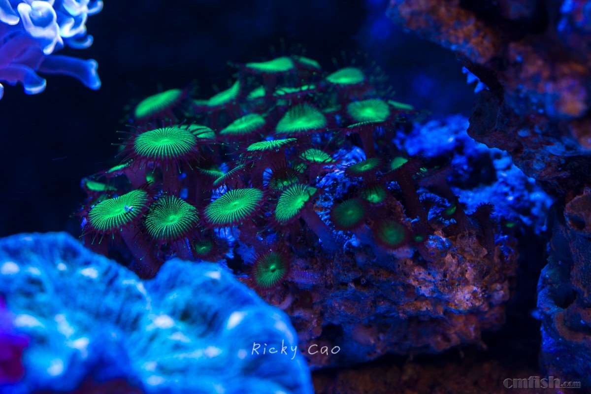 出点便宜的粗生珊瑚 打包100