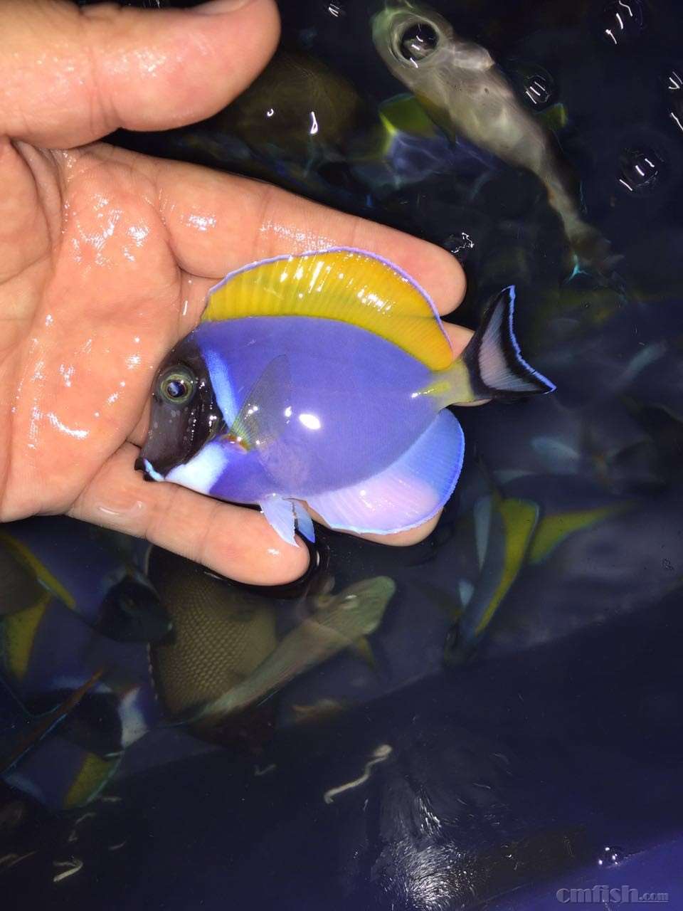 12月8日今天周四红海骑士,紫吊超大量到货,今天出单子!(二)