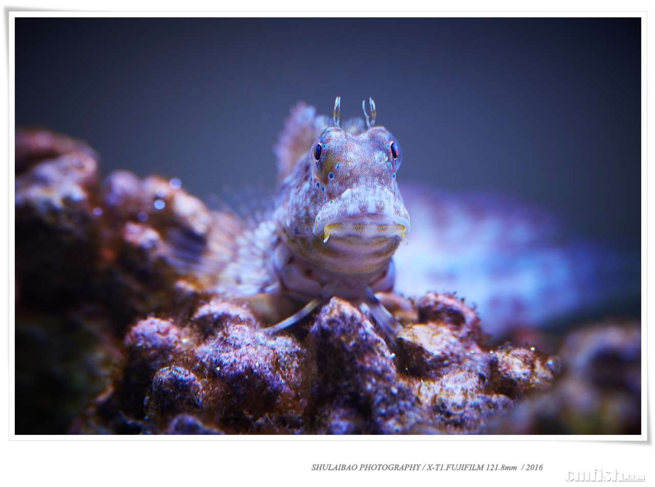 jebao 捷宝 2016年 海水系列sw无线联动造浪泵测评申请