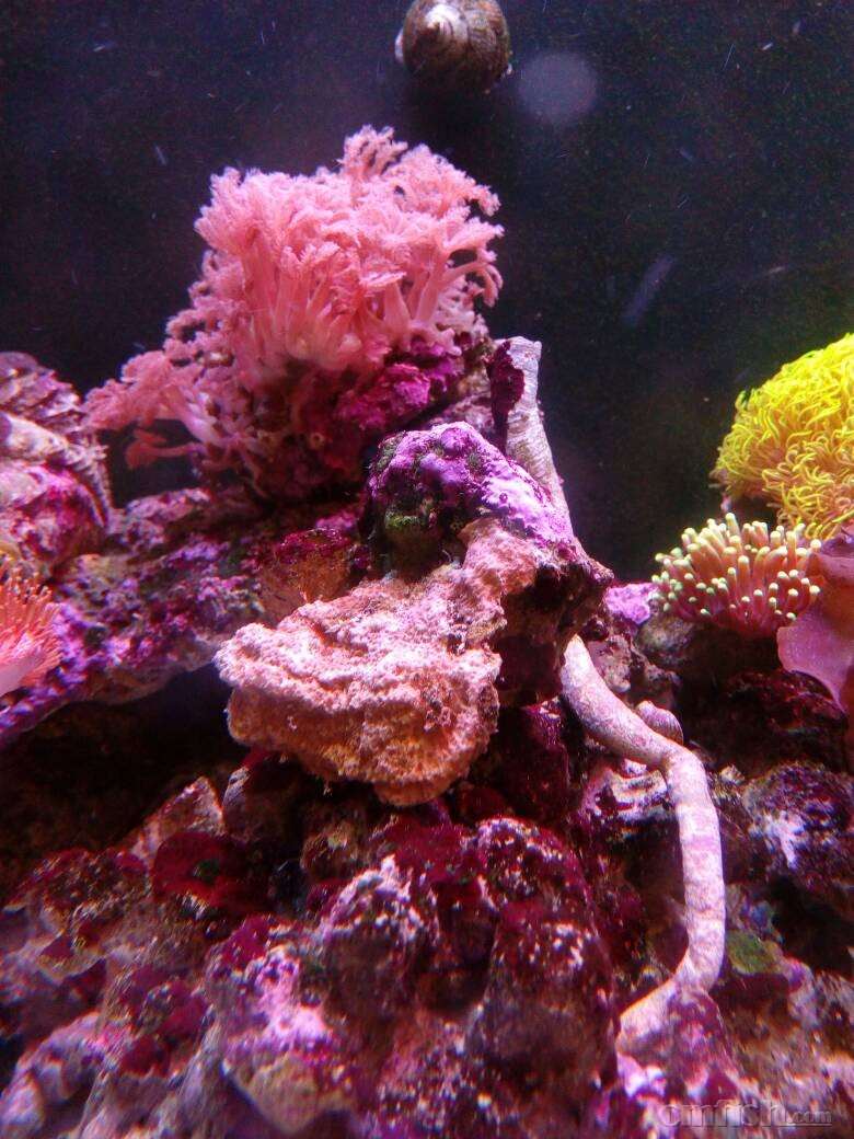 论坛首页 69 ※ 海水生物讨论区※ 69 sps硬骨珊瑚 69 关于瓦片