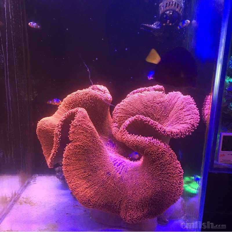 红地毯第二天状态出来了!