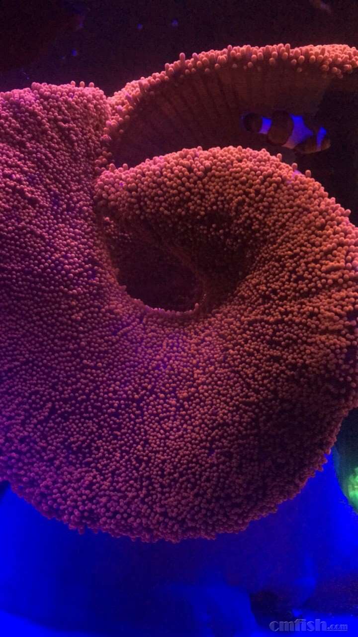 红地毯第二天状态出来了!