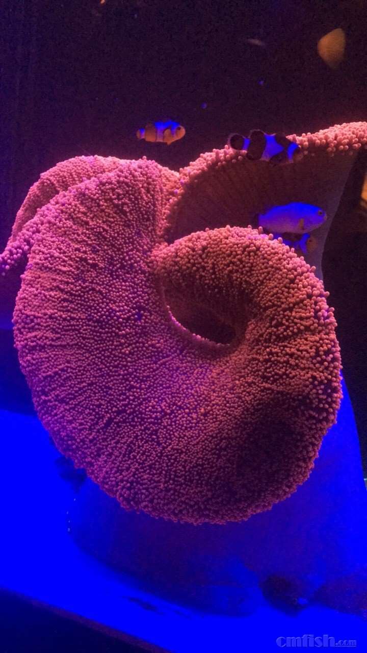 红地毯第二天状态出来了!