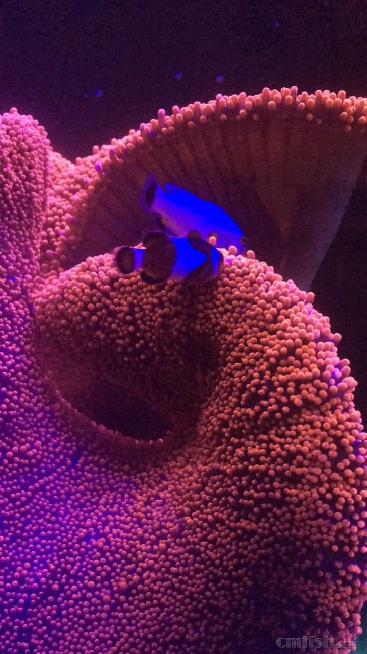 红地毯第二天状态出来了!