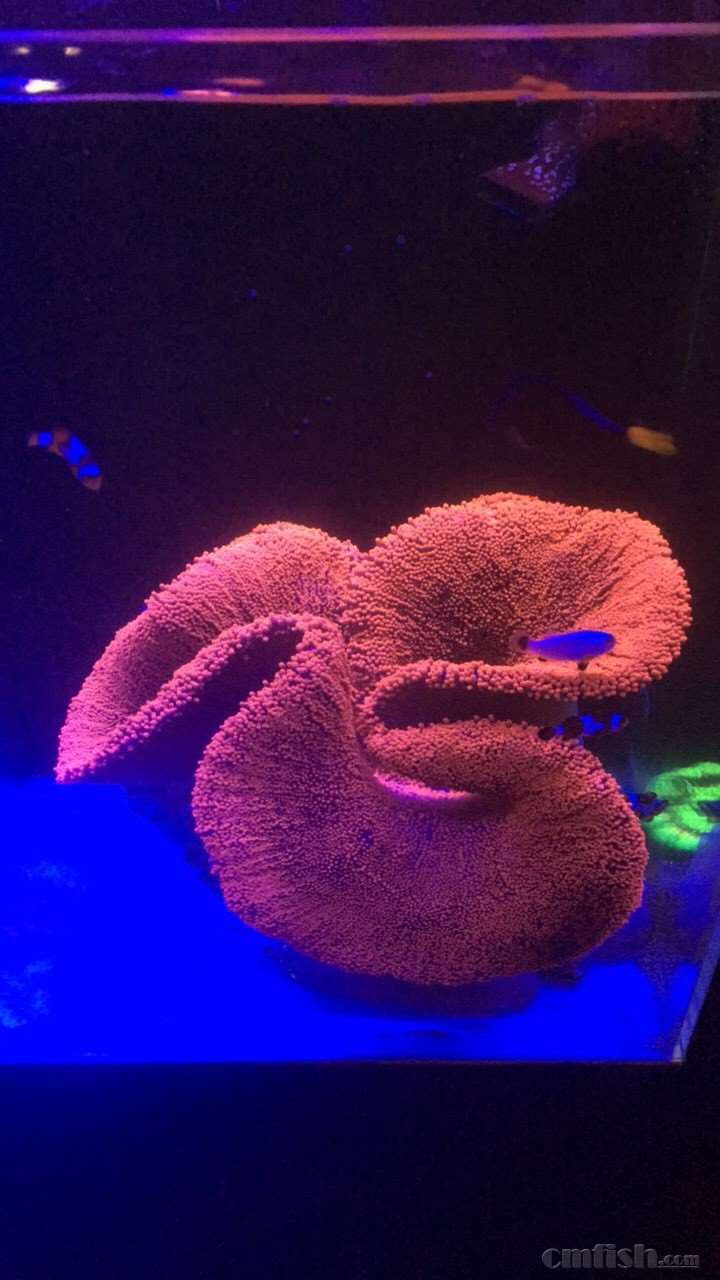 红地毯第二天状态出来了!