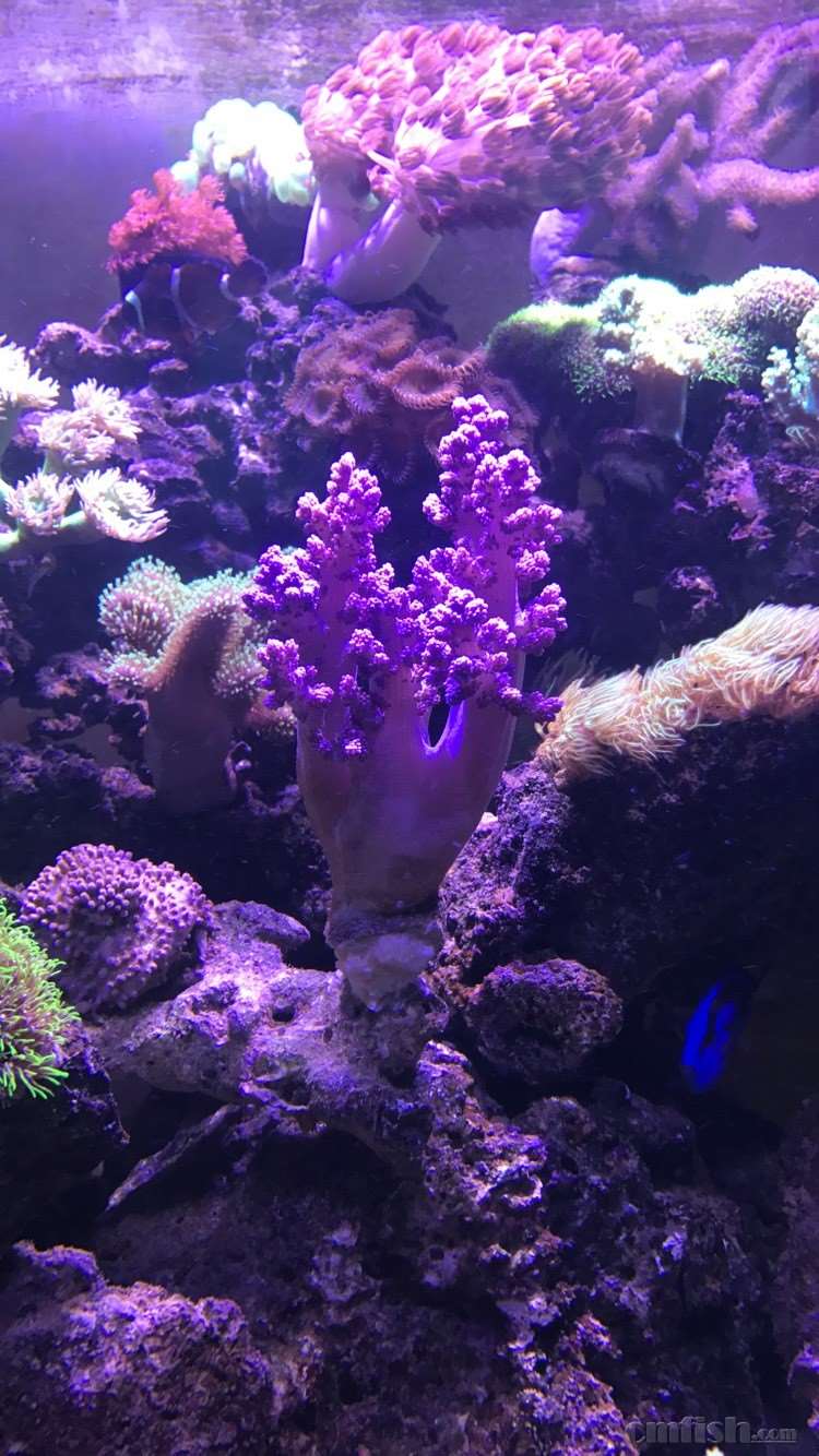 日本紫麦穗 确实蛮漂亮 可惜还没开花 - lps珊瑚软体 - cmf海友论坛