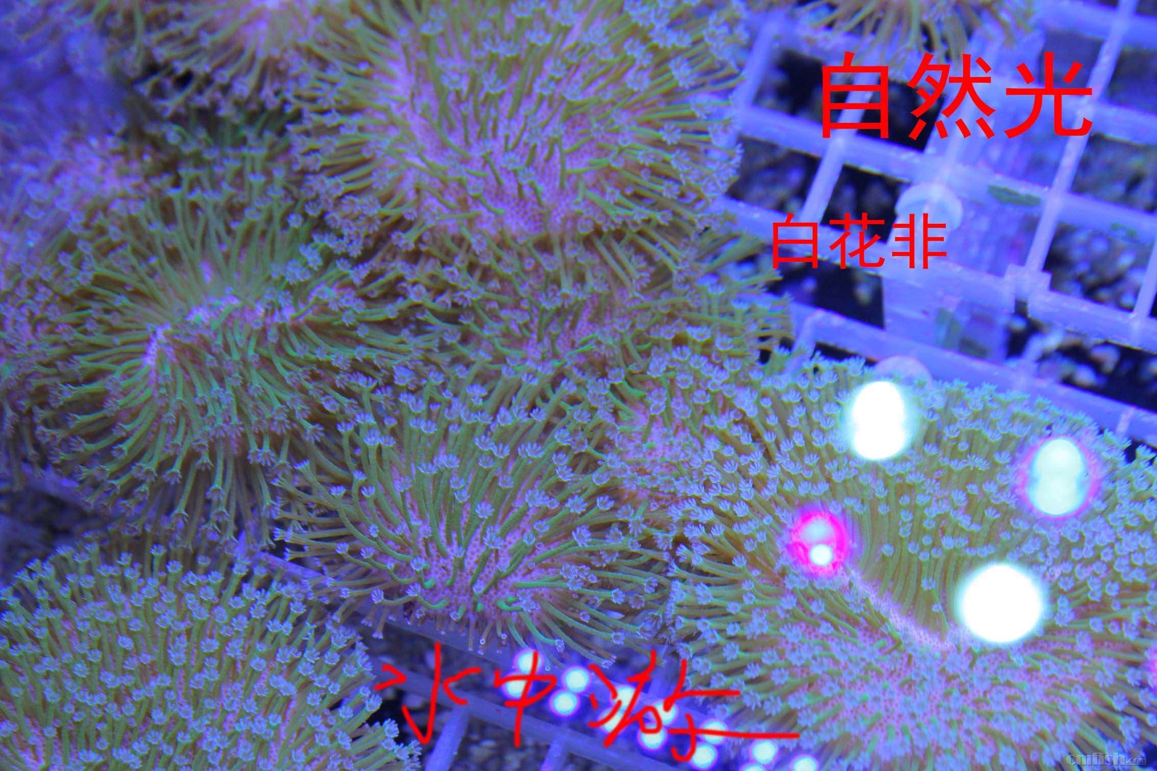 IMG_0037 ����.jpg