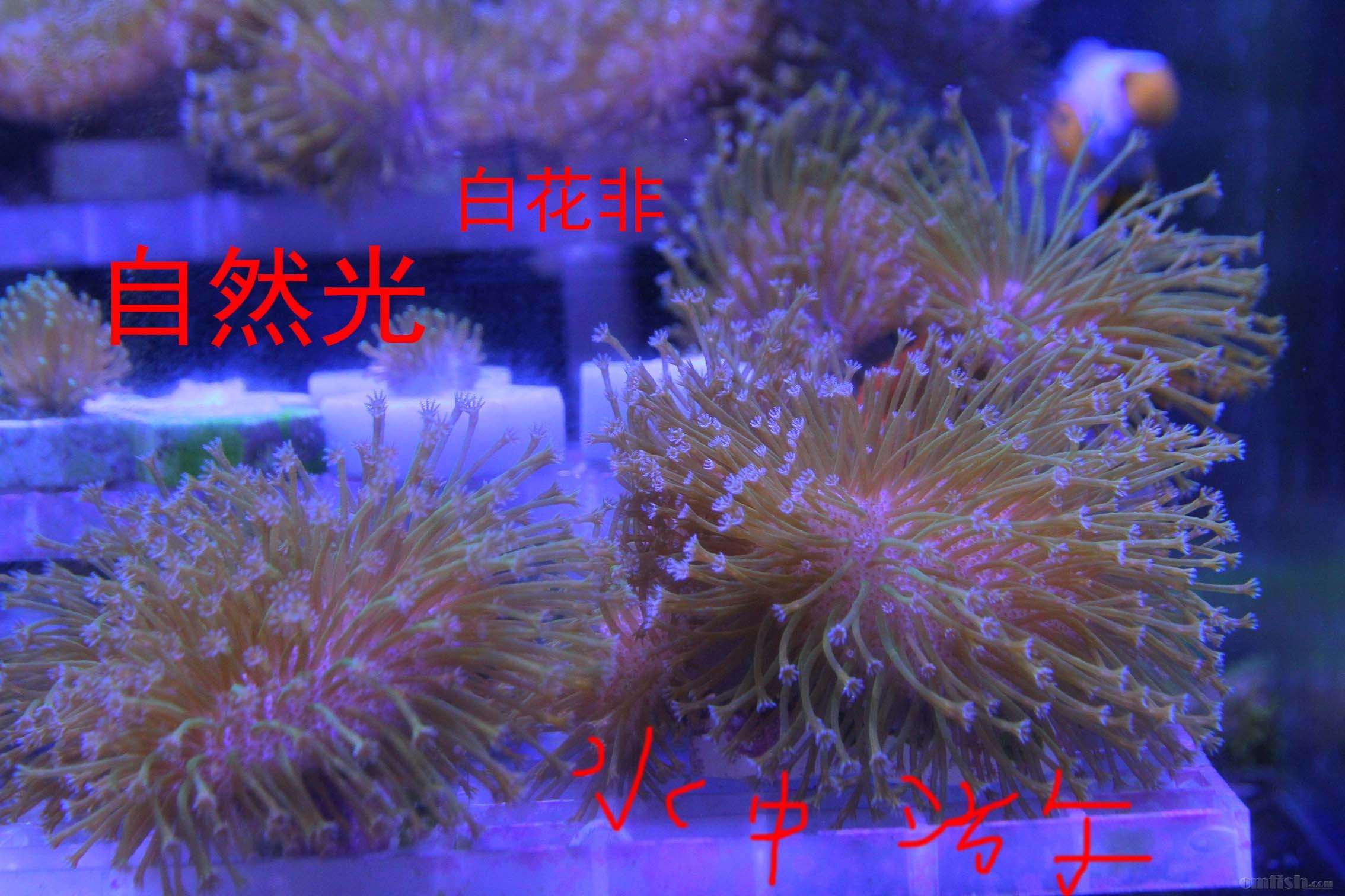 IMG_0038 ����.jpg