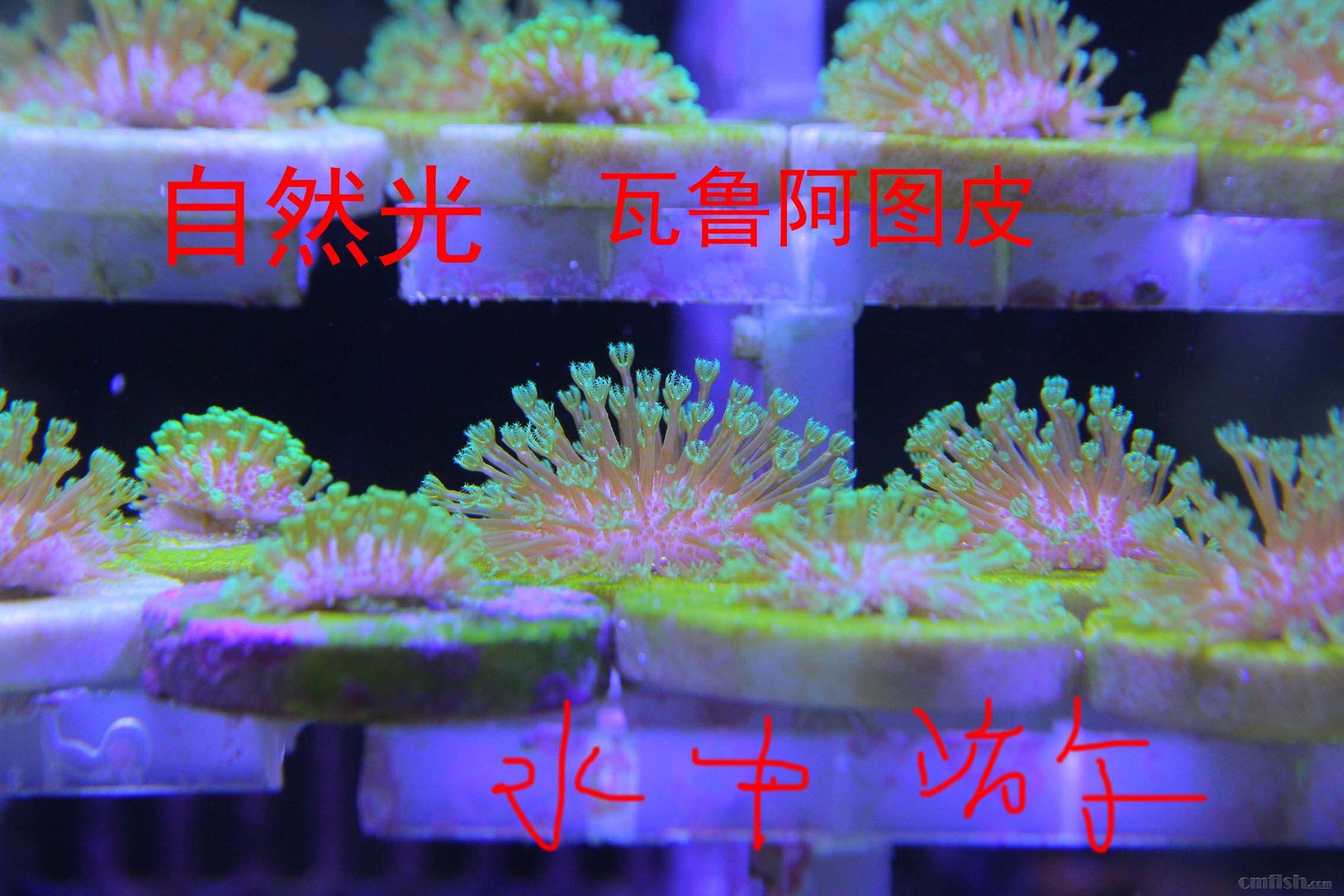 IMG_0041 ����.jpg