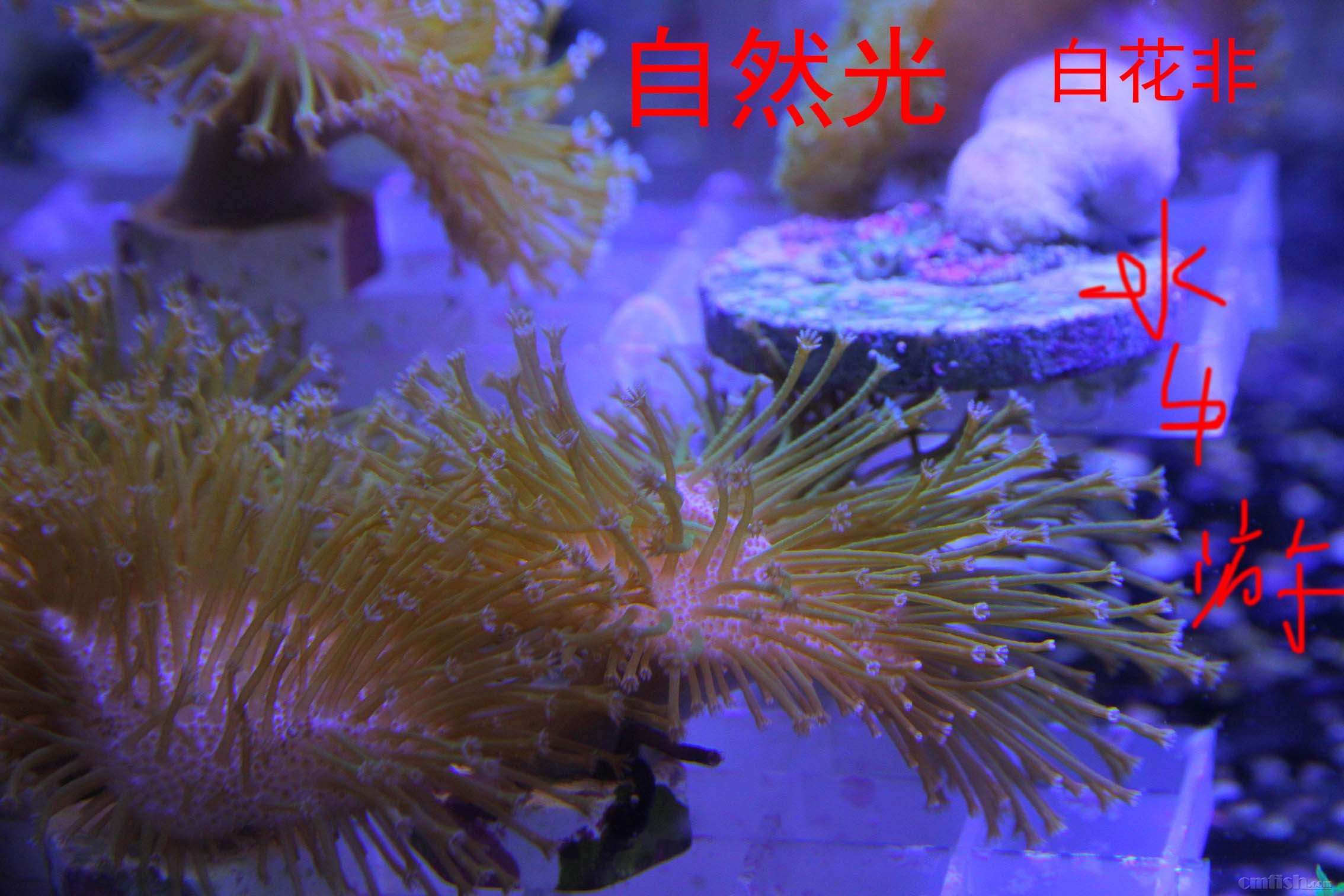 IMG_0042 ����.jpg