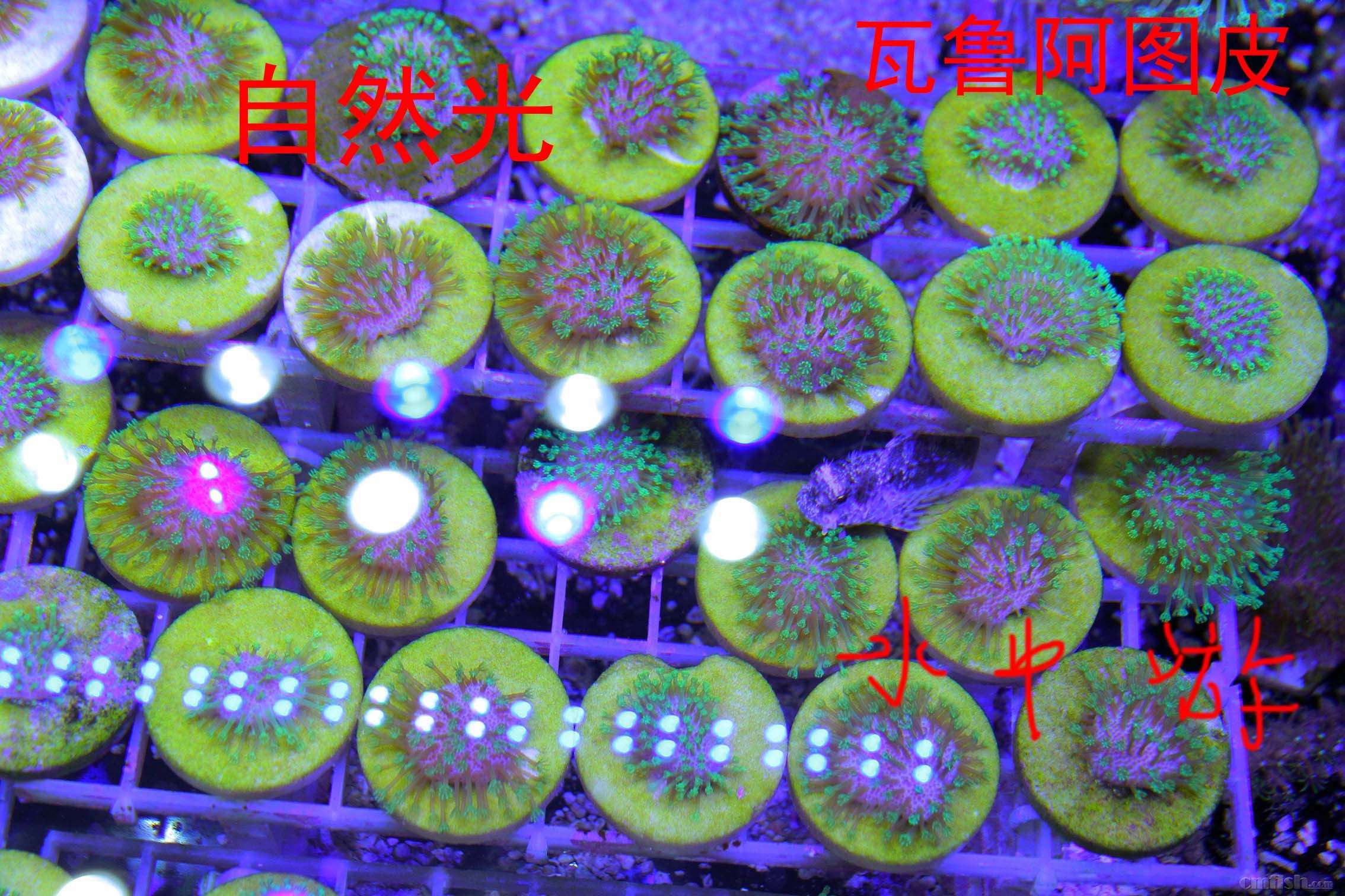 IMG_0045 ����.jpg